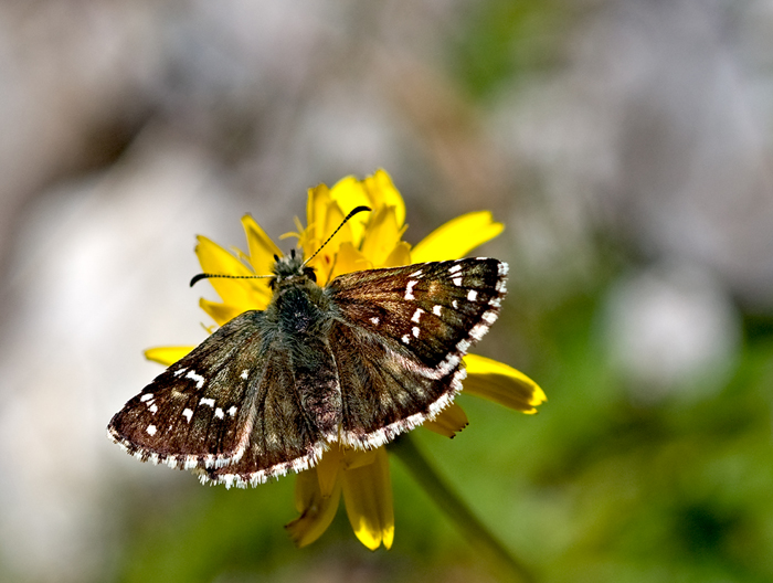 Identificazione Pyrgus